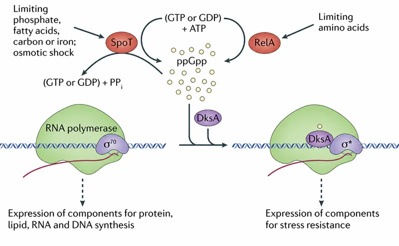 Stringent response showing (p)ppGpp synthesis and global regulatory effects