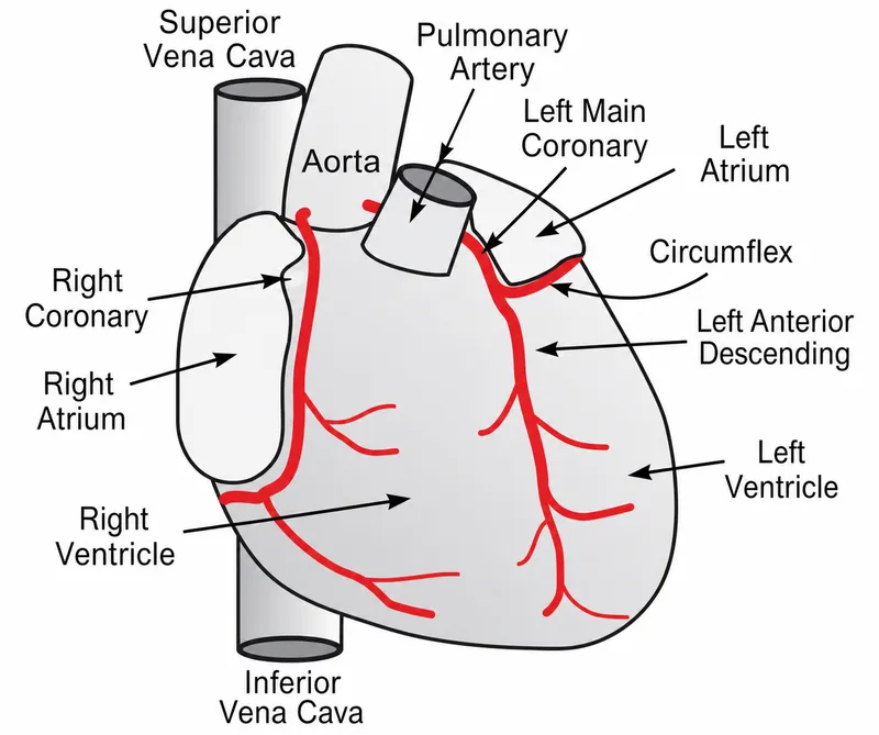 Coronary Artery Anatomy Diagram