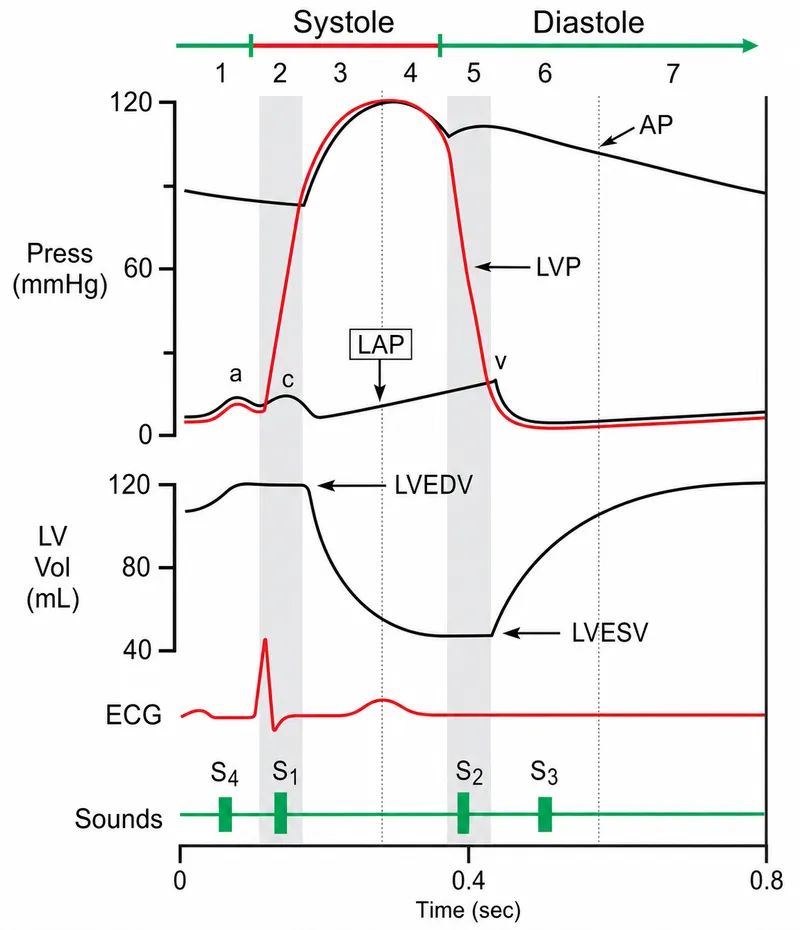 Cardiac Cycle: Pressure, Volume, ECG, and Heart Sounds