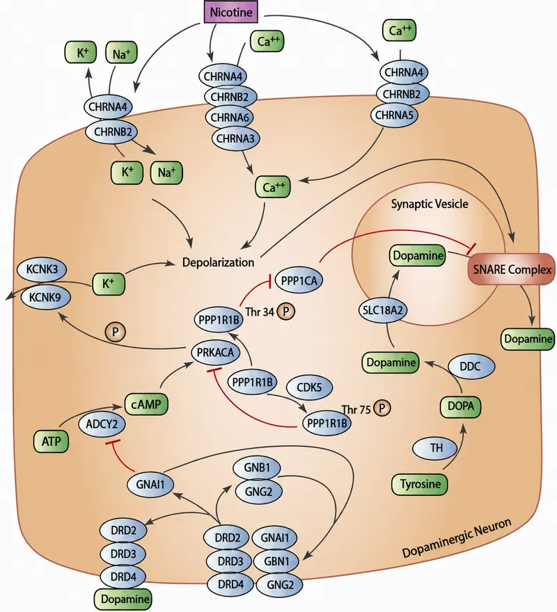Nicotineās Effect on Dopaminergic Neuron Signaling