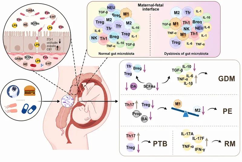 Maternal-fetal interface and IBD complications