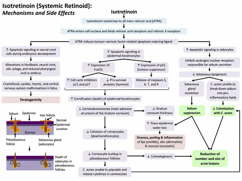 Isotretinoin Mechanism and Side Effects