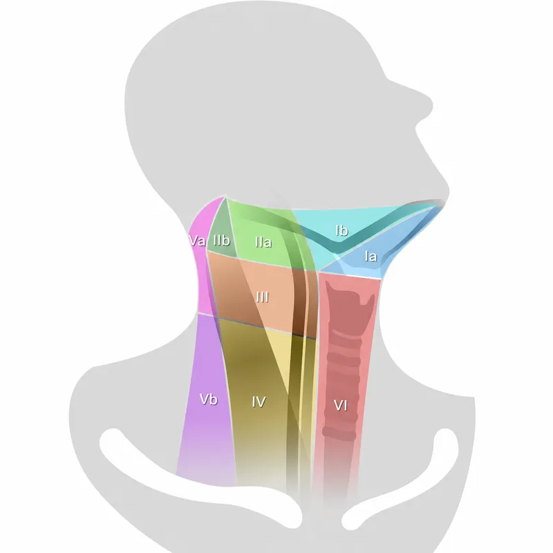 lymph node levels neck diagram