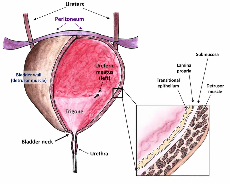 Urinary bladder anatomy with histology