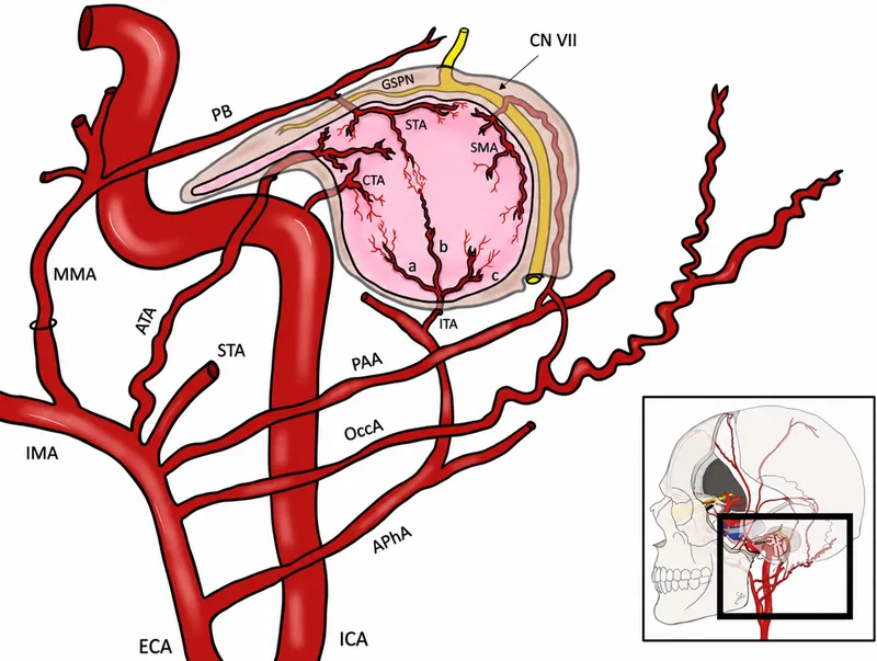 Neurovascular supply of the ear