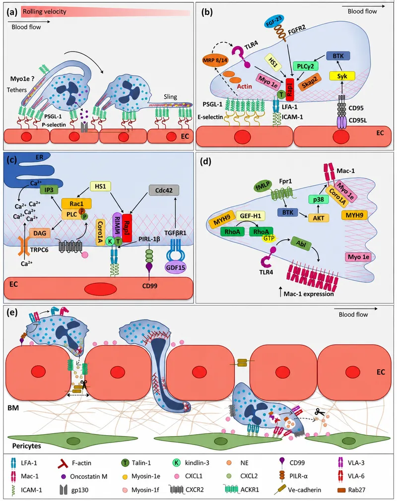 Neutrophil extravasation cascade and molecular mechanisms