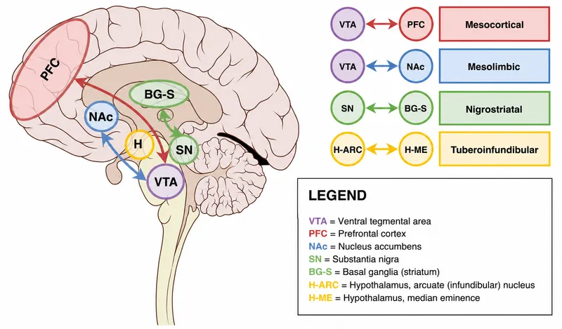 Antipsychotic mechanism of action in delusional disorder dopamine pathways