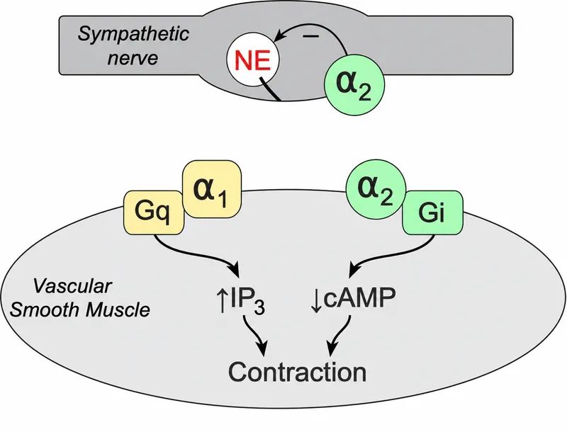 Alpha-1 and Alpha-2 Adrenergic Receptor Signaling