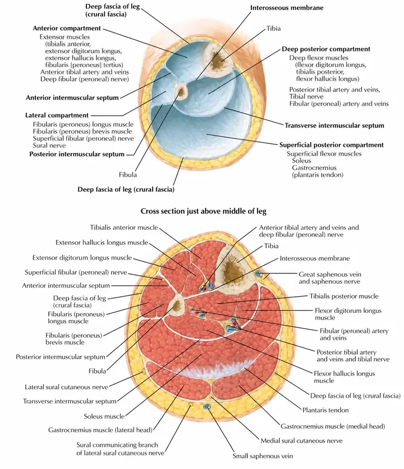 Leg Fascial Compartments Cross-Section