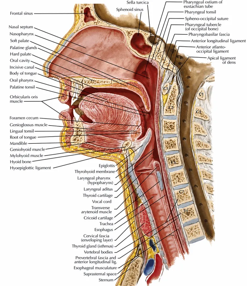 Airway and Esophagus Cross-section