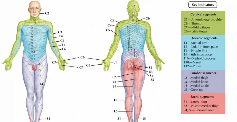 Dermatome Map with Overlap Indication