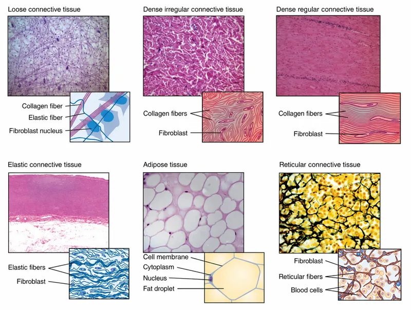 Types of typical connective tissues