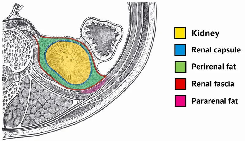 Kidney and surrounding fascial layers (axial view)