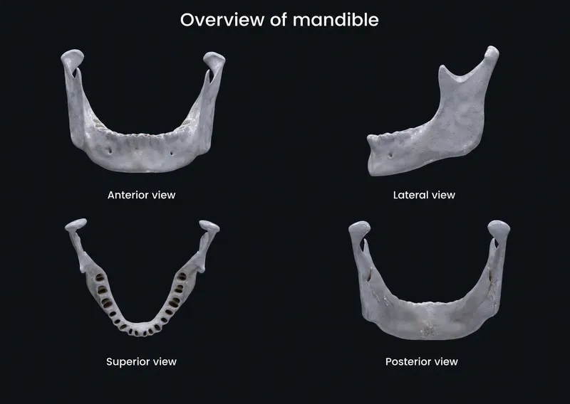Mandible bone views