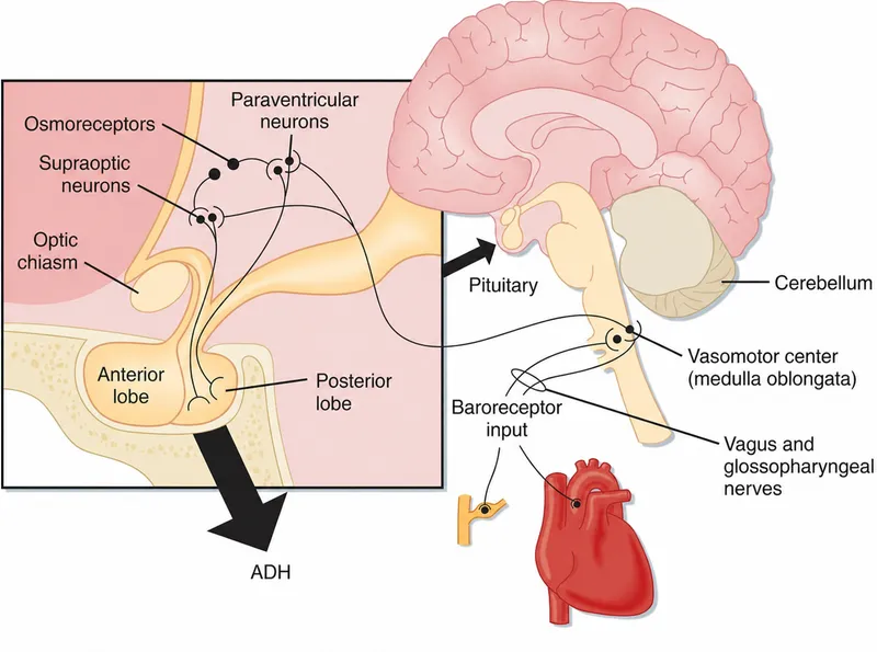 Osmoreceptor ADH Pathway and Baroreceptor Input