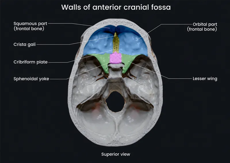 Anterior cranial fossa anatomy showing orbital plates and cribriform plate