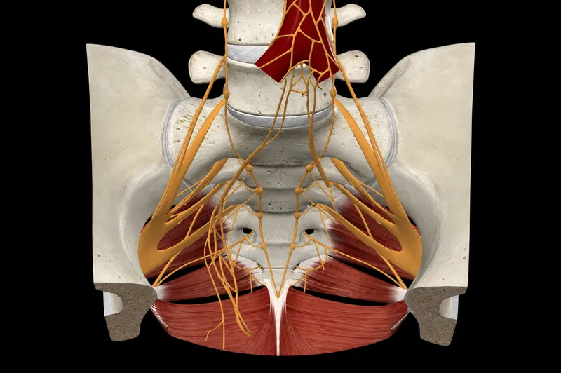 Pudendal Nerve Course and Pelvic Anatomy