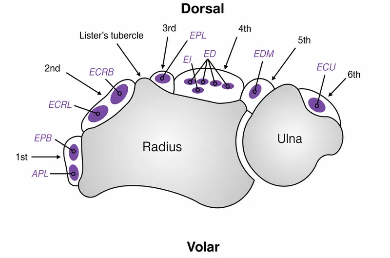 Wrist Extensor Compartments Diagram