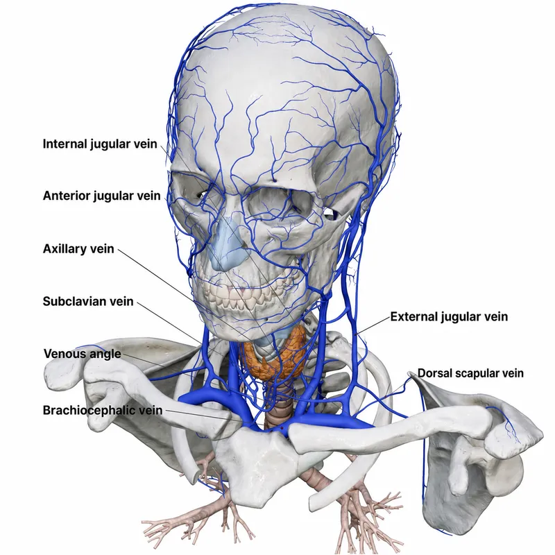 Veins of the Head, Neck, and Upper Thorax