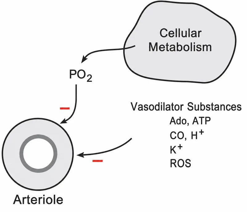 Metabolic regulation of coronary arteriole vasodilation