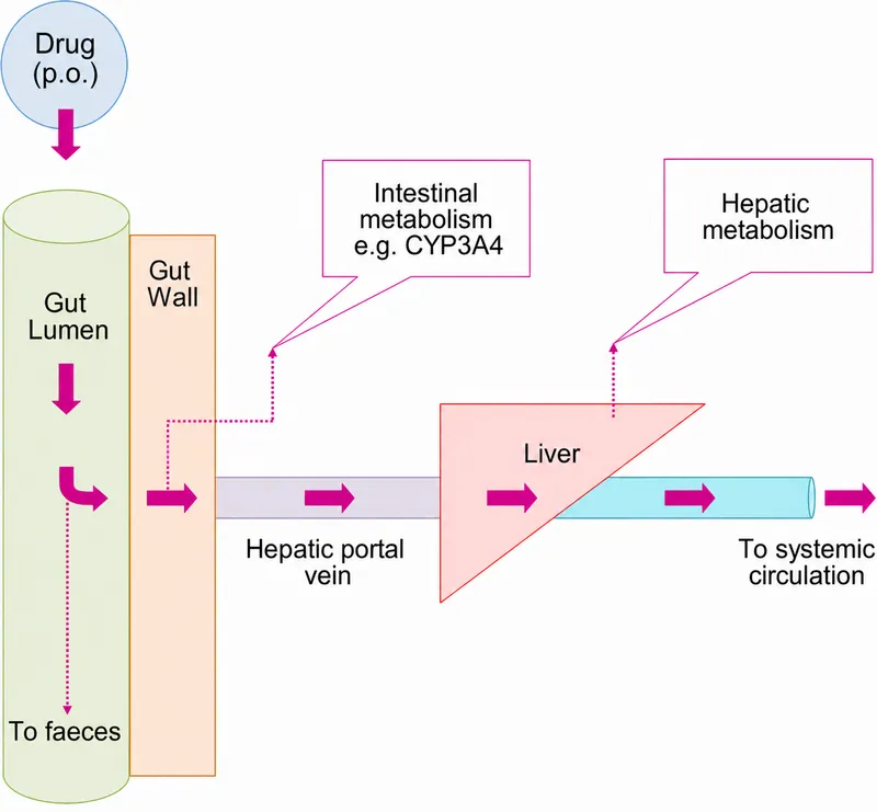 First-pass metabolism of orally administered drugs