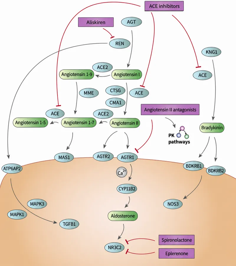 Renin-Angiotensin-Aldosterone System (RAAS) Pathway