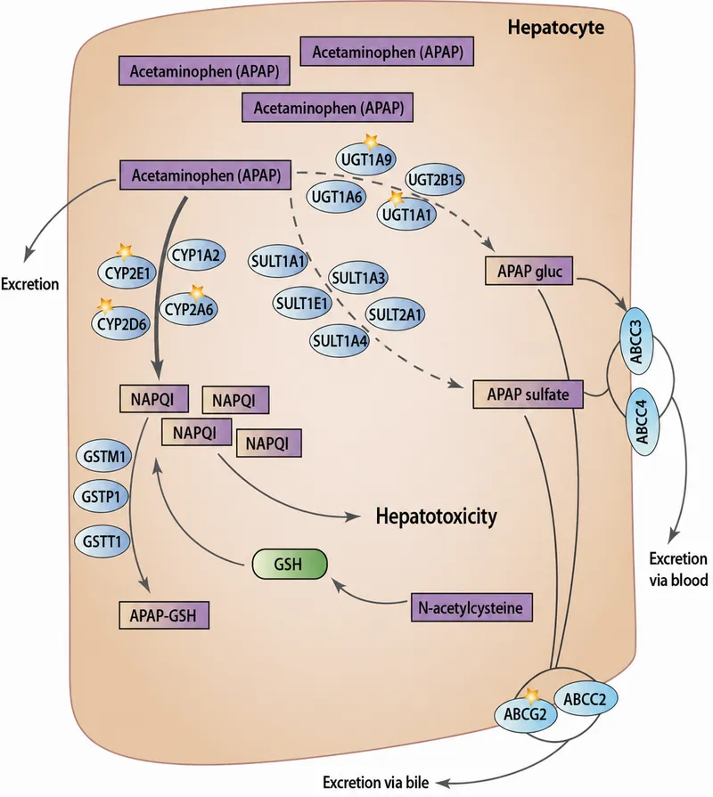 Paracetamol metabolism pathway and NAPQI detoxification