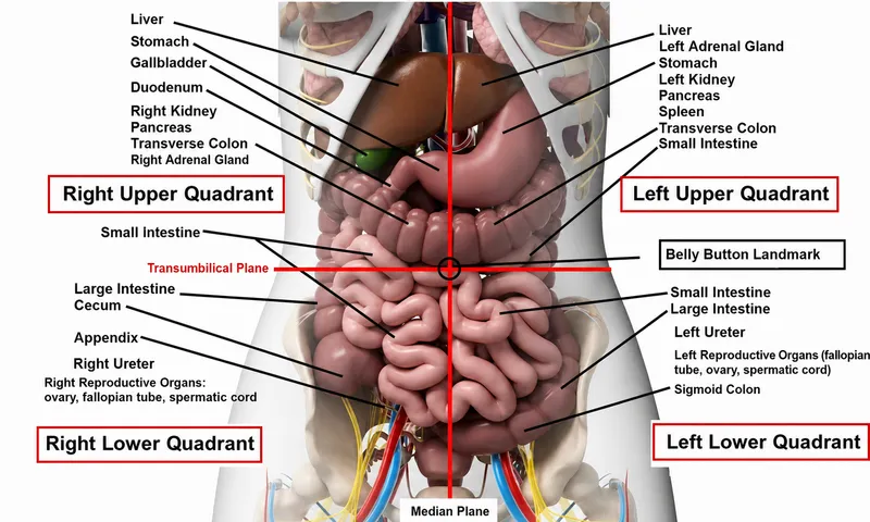 Abdominal Quadrants and Associated Organs