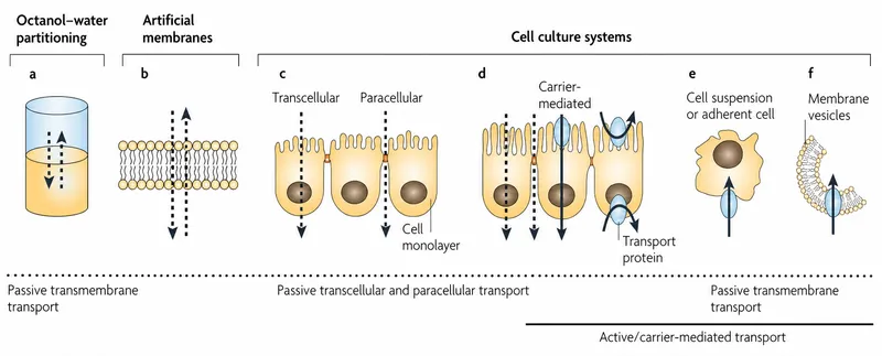 Cellular transport mechanisms