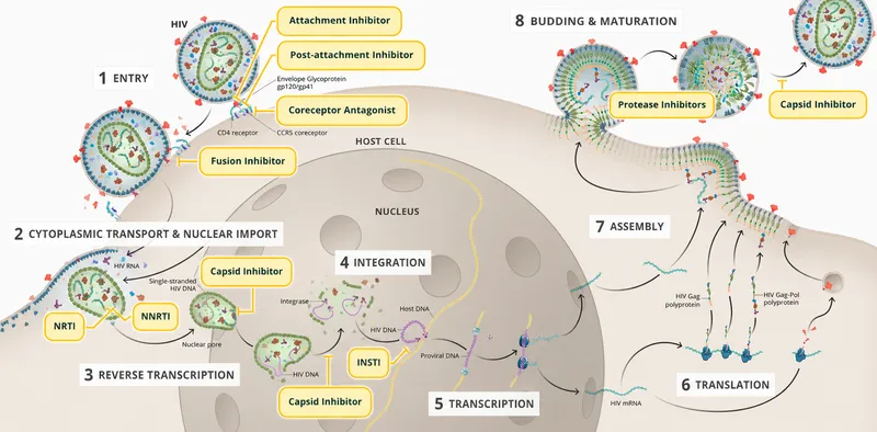 HIV replication cycle with antiretroviral drug targets