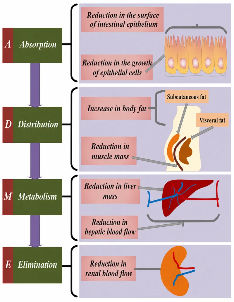 Age-related changes in pharmacokinetic properties
