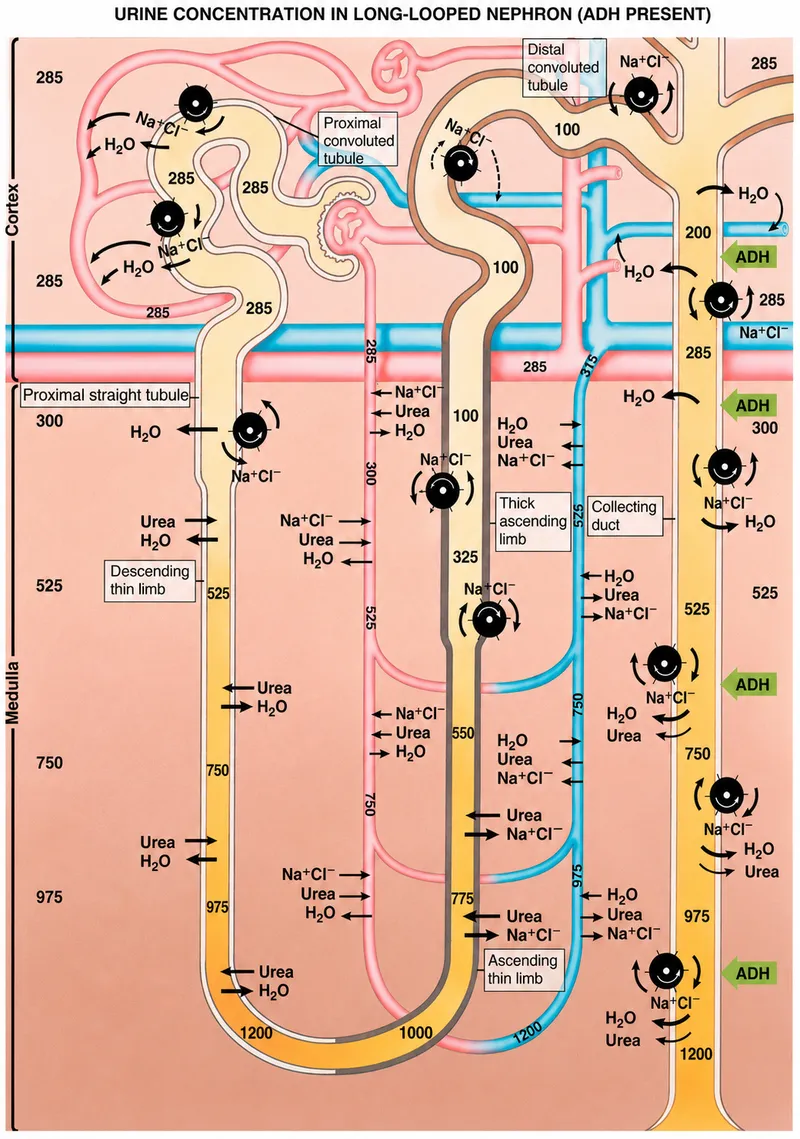 Urine Concentration in Long-Looped Nephron (ADH Present)