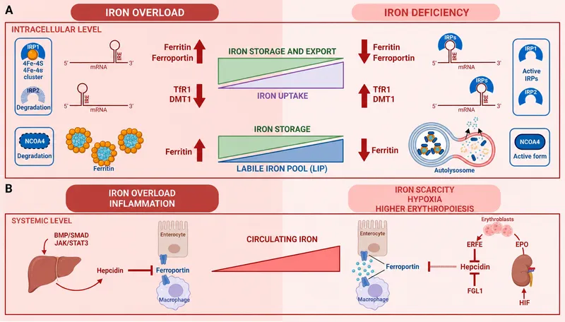 Iron metabolism in overload and deficiency