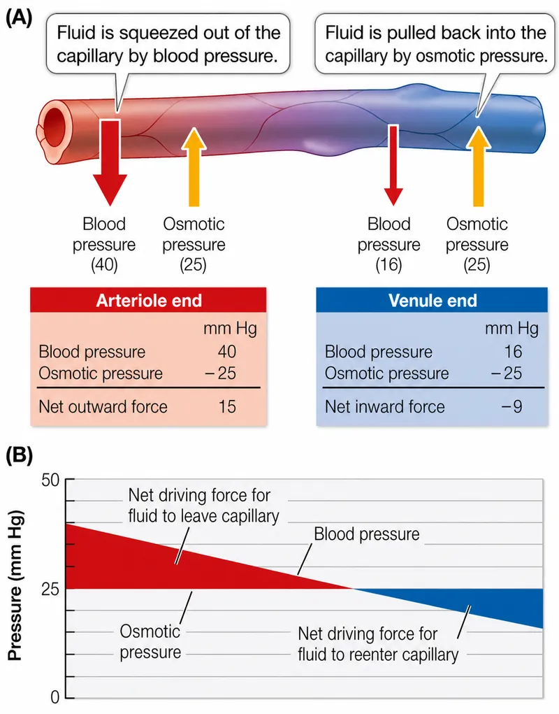 Starling forces and fluid exchange across capillary wall