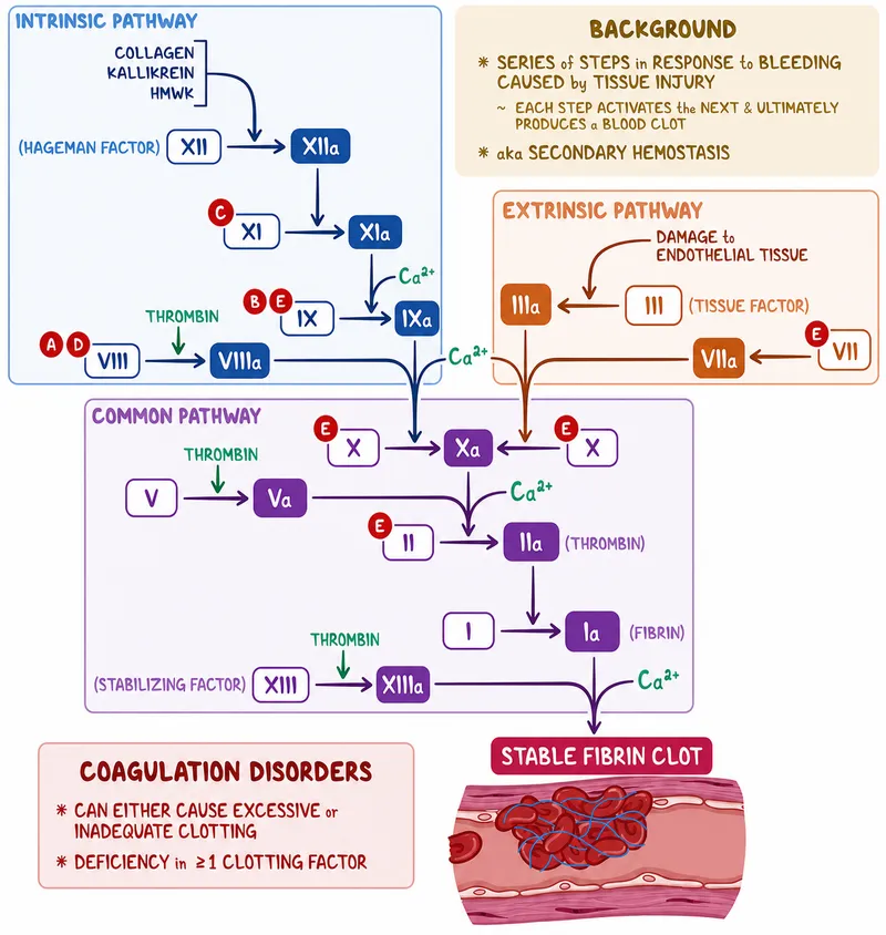 Coagulation Cascade Pathways and Related Disorders