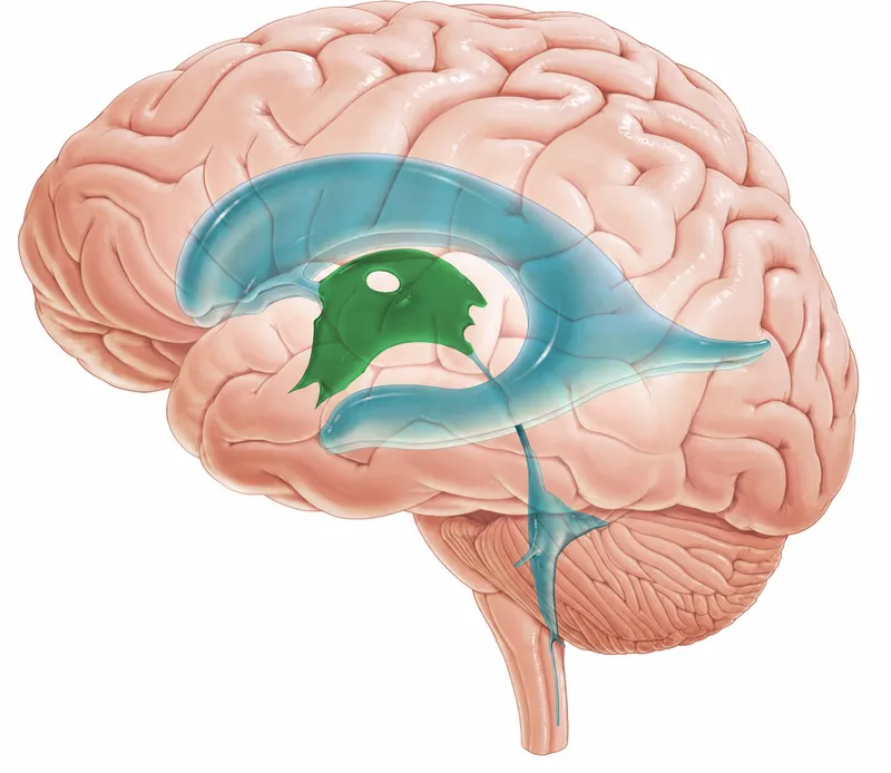 Diencephalon and ventricles within the human brain
