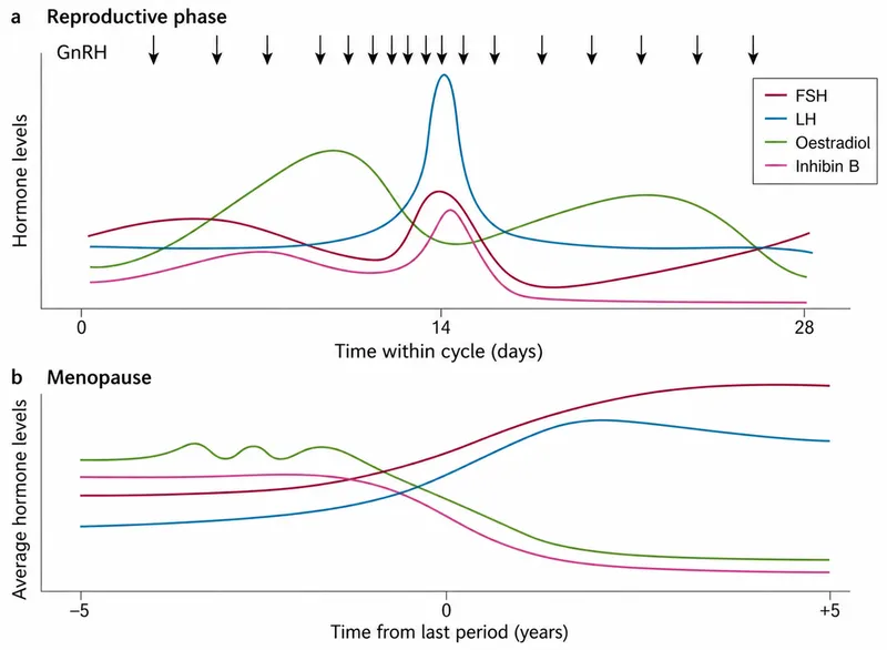 Hormone levels: Reproductive phase vs. Menopause
