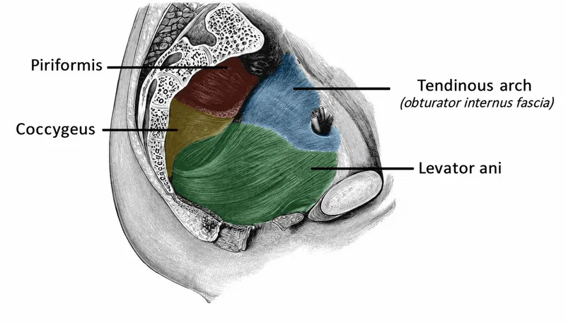 Pelvic floor muscles sagittal view