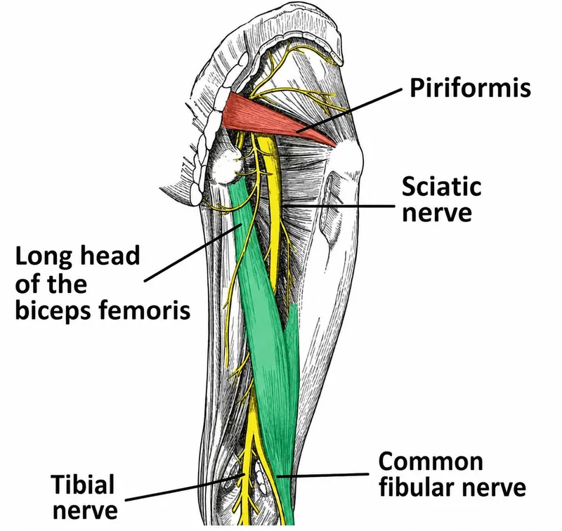 Sciatic nerve anatomy and division patterns