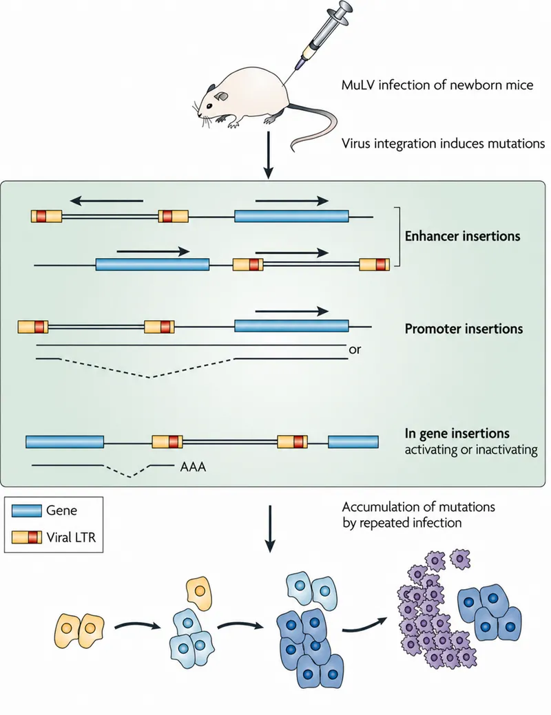Retroviral insertional mutagenesis and cancer development