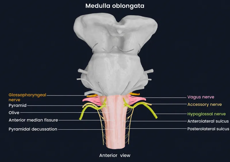 Anterior view of Medulla Oblongata with cranial nerves