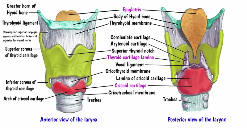 Laryngeal cartilages: anterior and posterior views
