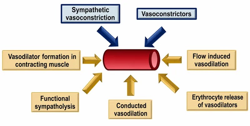 Skeletal muscle blood flow regulation during exercise