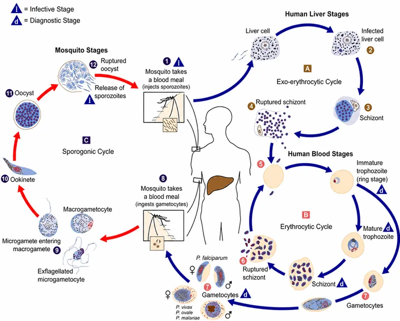 Malaria Parasite Life Cycle