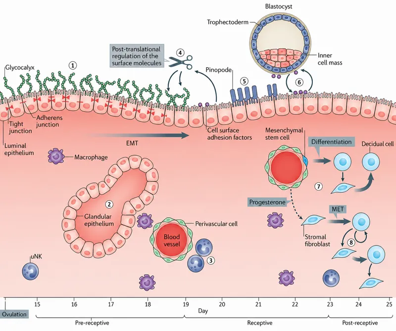 Endometrial changes during implantation