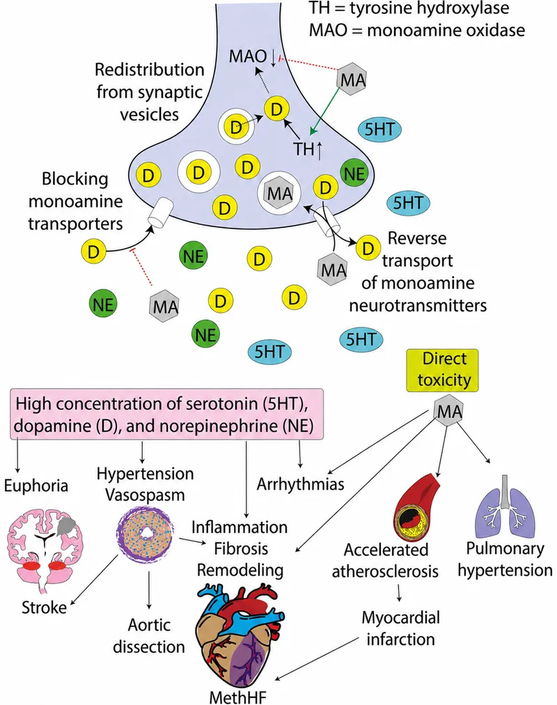 Stimulant effects on neurotransmitters and organ systems