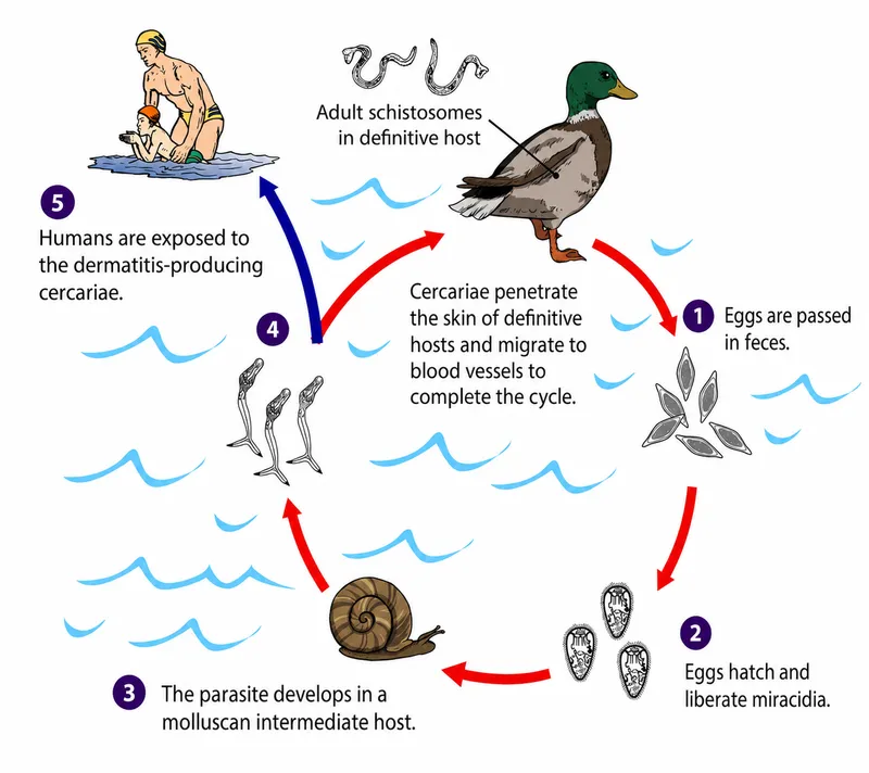 Cercarial Dermatitis Life Cycle