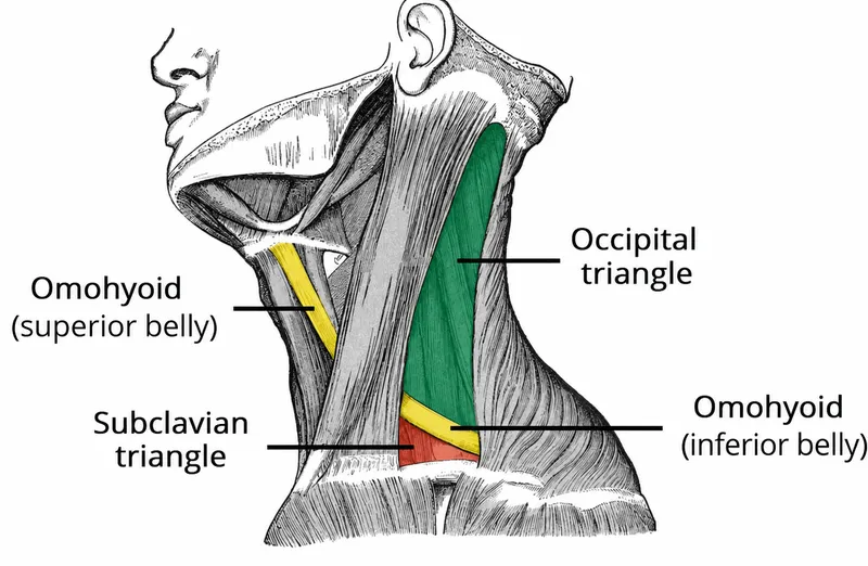 Posterior triangle of neck subdivisions