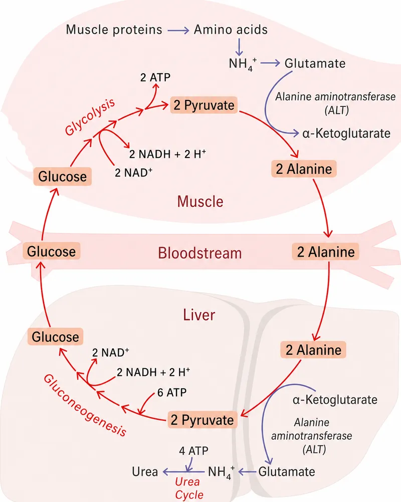 Glucose-Alanine Cycle in Muscle and Liver