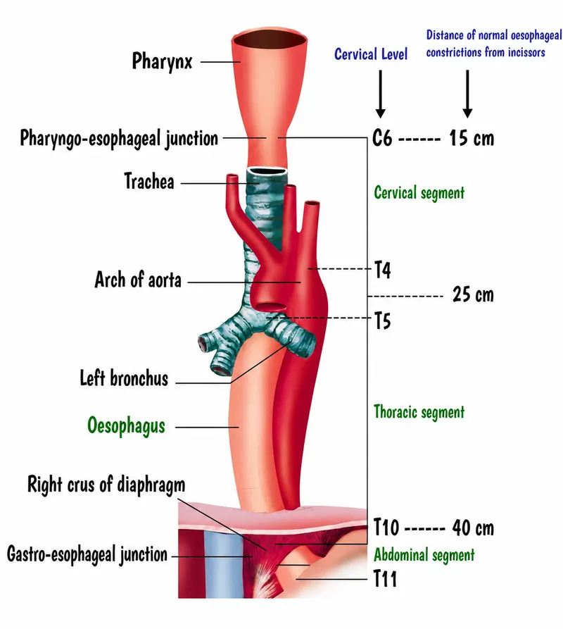 Anatomy of esophagus with constrictions and subdivisions
